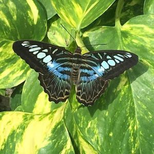 Meet your Posher, Sheri